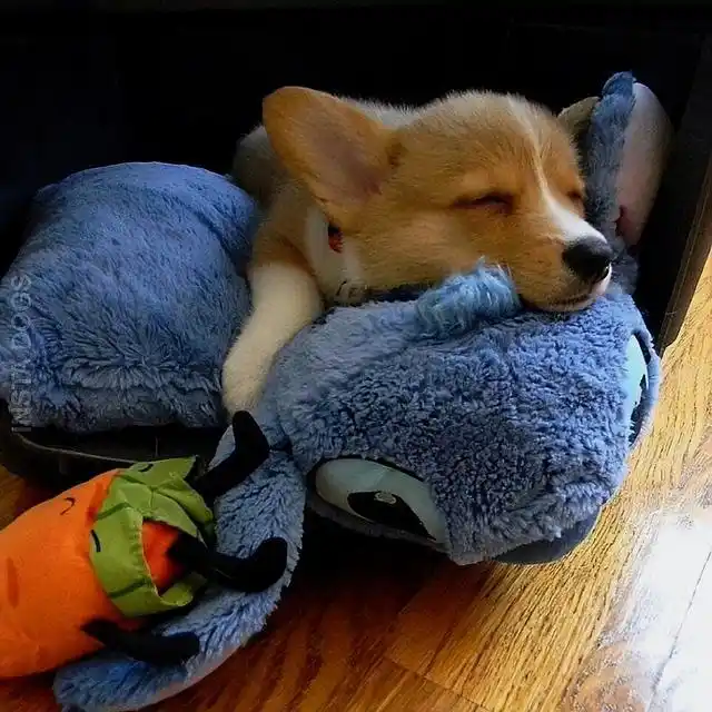 狗狗这些睡姿,"暴露"了不爱你的事实,你知道吗?