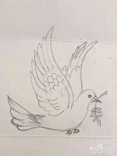 的图片简笔画高清大图鸽子简笔画一笔画鸽子的画法一排和平鸽简笔画