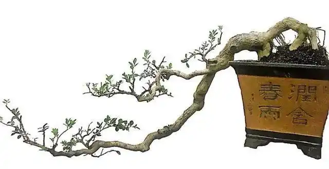 18年塑造一弯"绿瀑"悬崖式盆景,有着非同一般的成型轨迹!