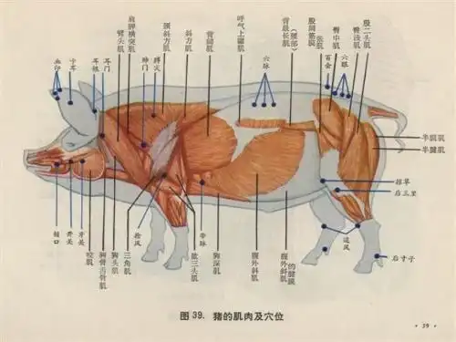 的常用针穴57个,左侧显示浅层肌肉,并切除体壁,显示脊柱和内脏结构