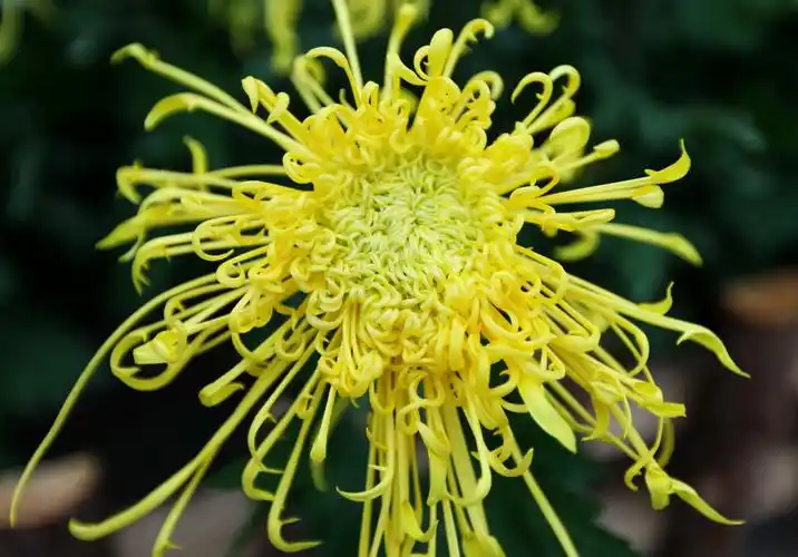 姿态妖娆的菊花图片鲜花菊花花卉花朵