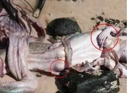 世界上有美人鱼吗美人鱼是怎么来的美人鱼就是儒艮2