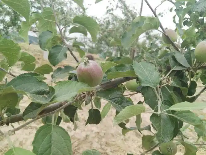 万花苹果甜美天下 果农致富勤勉耕耘