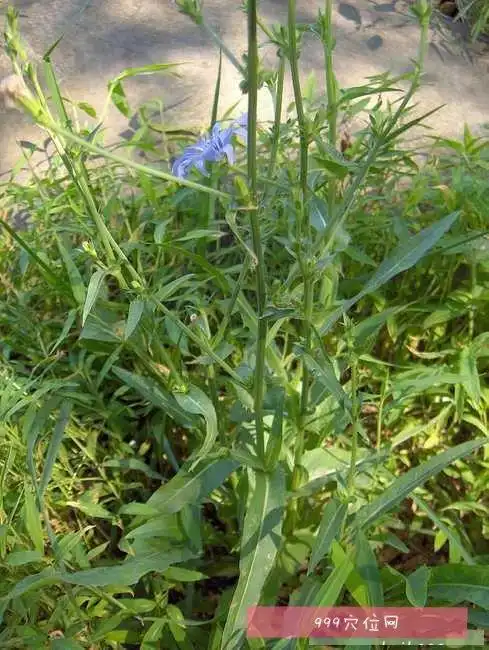 上部分,菊苣别名苦菜,苦苣,卡斯尼,皱叶苦苣,明目菜,咖啡萝卜,咖啡草