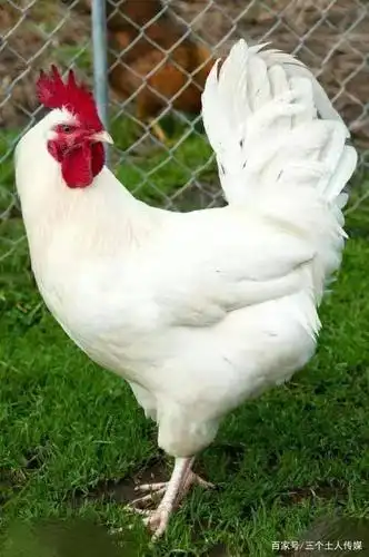 一只在炸鸡店工作的鸡,蒙受的不白之冤