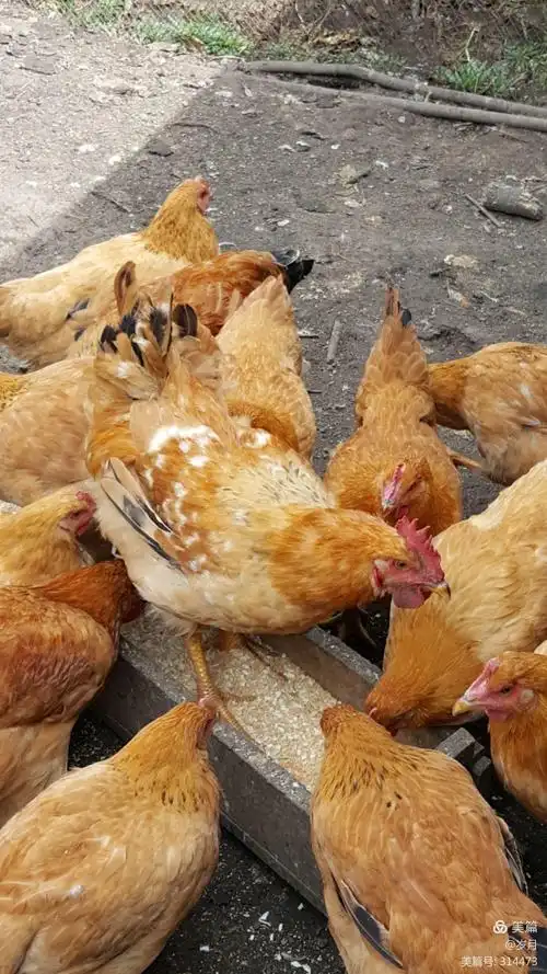 散养纯绿色生态鸡(自己家喂养的小鸡)20171019