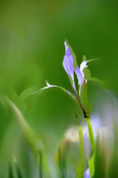 马蔺花图片(马蔺花的图片是怎样的)