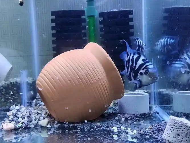 两条迷你鹦鹉鱼不打架就是配对成功的标志?两条鱼会一直这样吗?