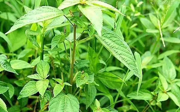 农村这种常见的野草,名叫海蚌含珠,可入药治病,可防治肠炎