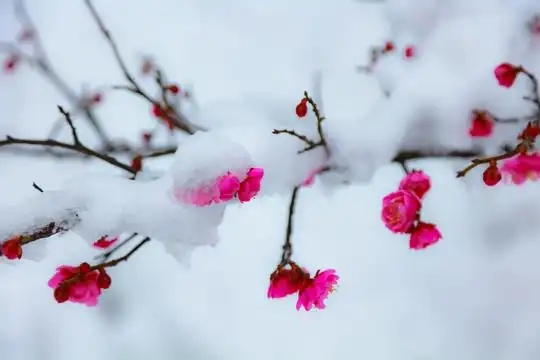 红梅傲雪图片