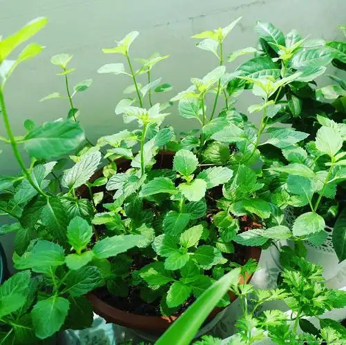 查了下资料应该是香槟薄荷,用来泡水之类的就直接摘它的叶子啦.