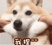 柴犬表情包无字
