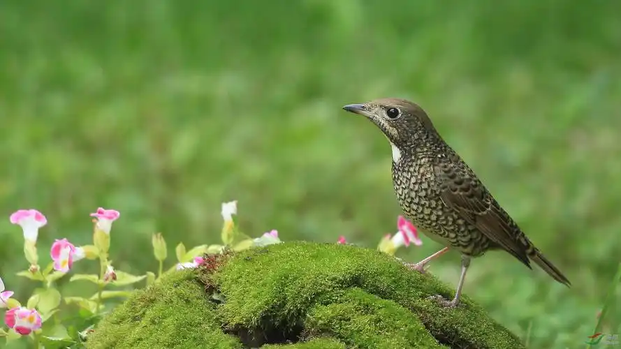 林鸟白喉矶鸫雌雄北京动物园