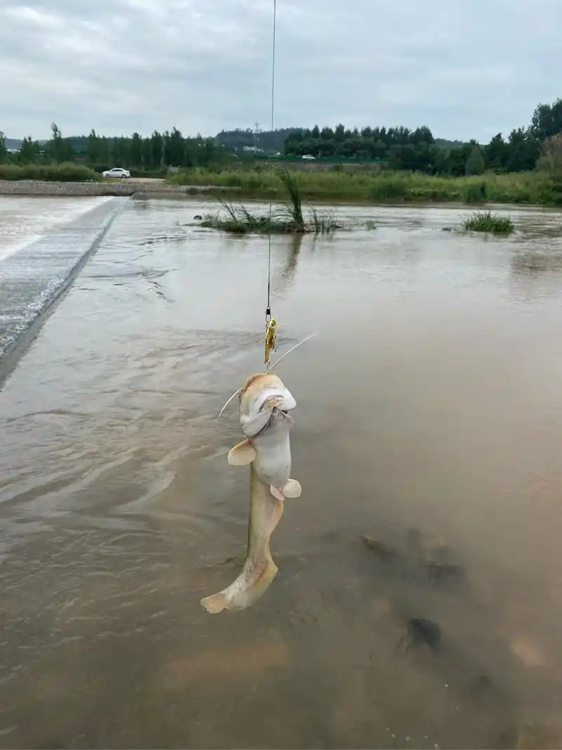 中午两个小时路亚三条鲶鱼,有一条有半米,准备拍照脱钩跑了,第二条也