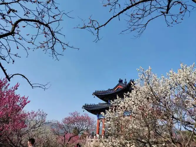 南京梅花山