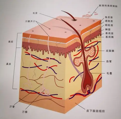 表皮防止水分蒸发,防止体外物质进入体内,反射和吸收紫外线,保护内部