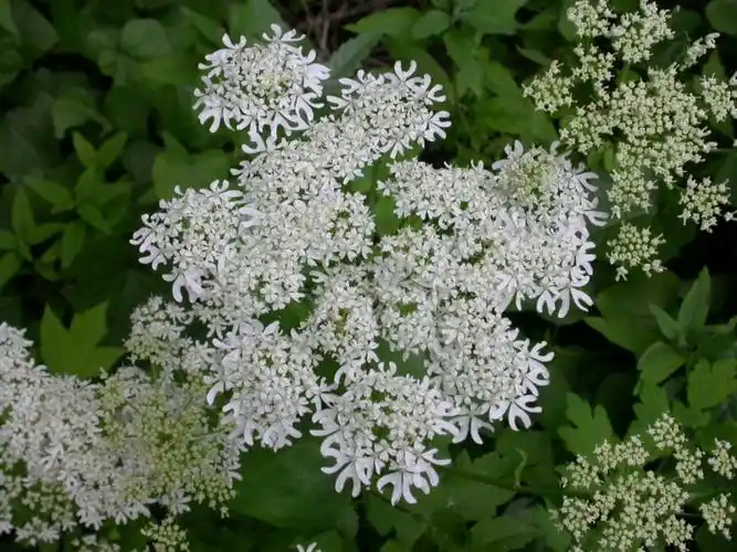吴洋诗评:东北牛防风本品俗称老桑芹,菜取其茎药用根.
