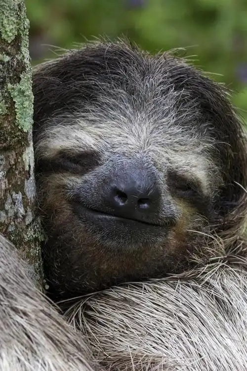 哥斯达黎加动物,哺乳动物,树懒,树 iphone 壁纸