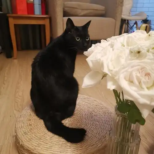 麒麟尾超胆小敏感黑猫被领养后的蜕变