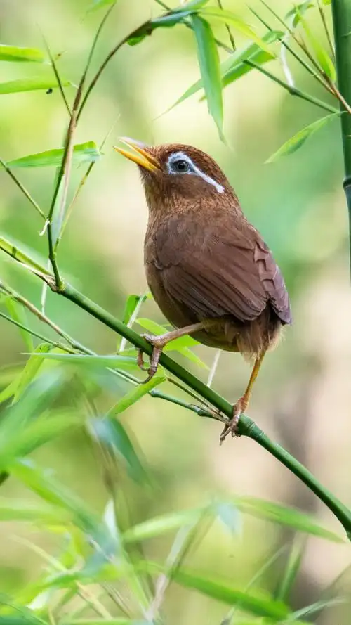 画眉鸟chinesehwamei