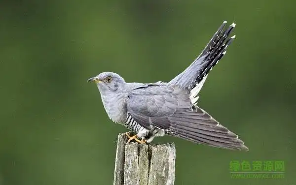 布谷鸟四声叫声mp3 完整版