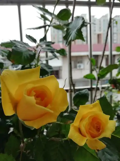 一年四季,记录我家阳台上的花花草草.