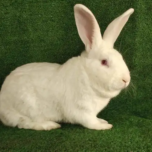 兔子活物成年活体新西兰肉兔种比利时一对繁殖巨型兔