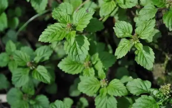 果蔬知识 > 细风轮菜资讯列表细风轮菜是一种野生草本植物,它也叫剪刀