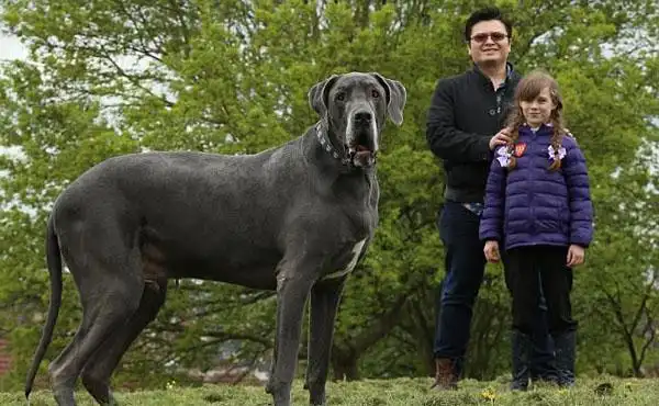 英国最大的狗!犬身长2米高1米与小象同重