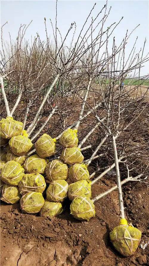 3公分大金星山楂树授粉树 1公分大金星山楂树苗