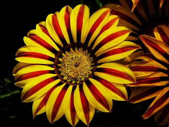 勋章菊别名勋章花非洲太阳花