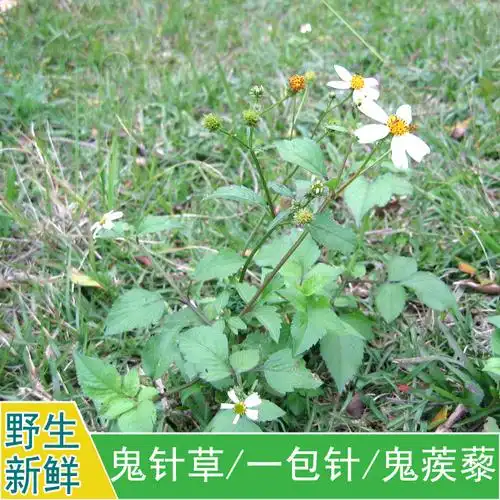 太孑参的功效和作用_莲孑的功效与作用_鬼针草叶孑的功效与作用