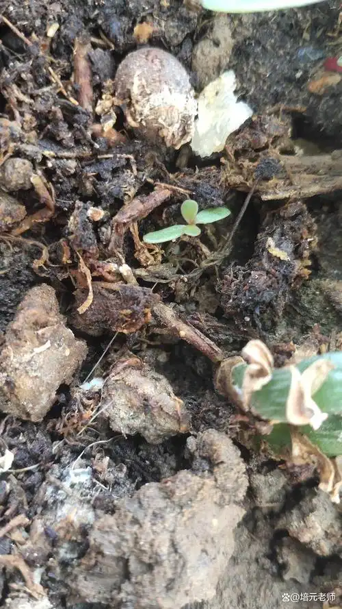 我的马齿苋,美洲马齿苋,刚发芽,春天已经悄悄来了