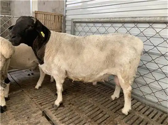 养100只杜泊绵羊能赚多少钱纯种杜泊羊价格