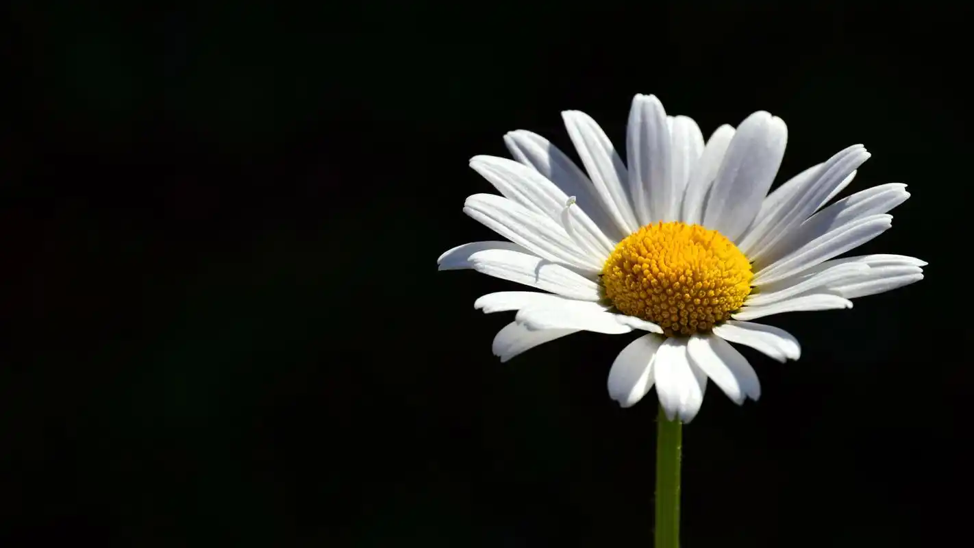 小清新白色花卉微距摄影图片桌面壁纸