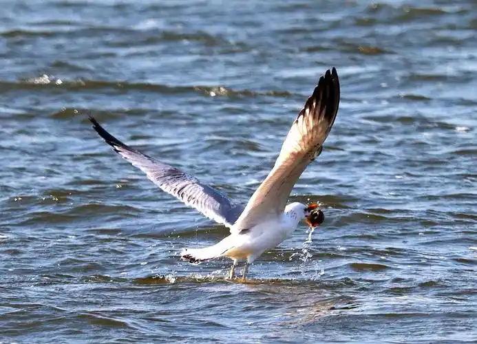凌河风景区海燕来