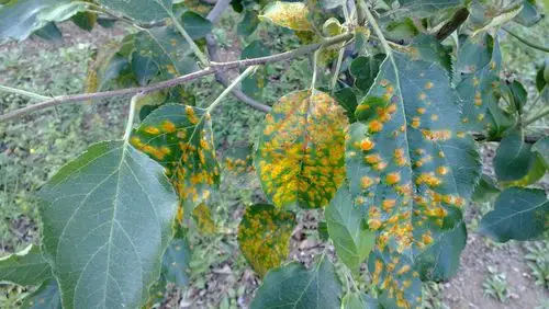 苹果树叶,这是什么病菌,用什么药可以防止,我们这儿的果树都有,比较