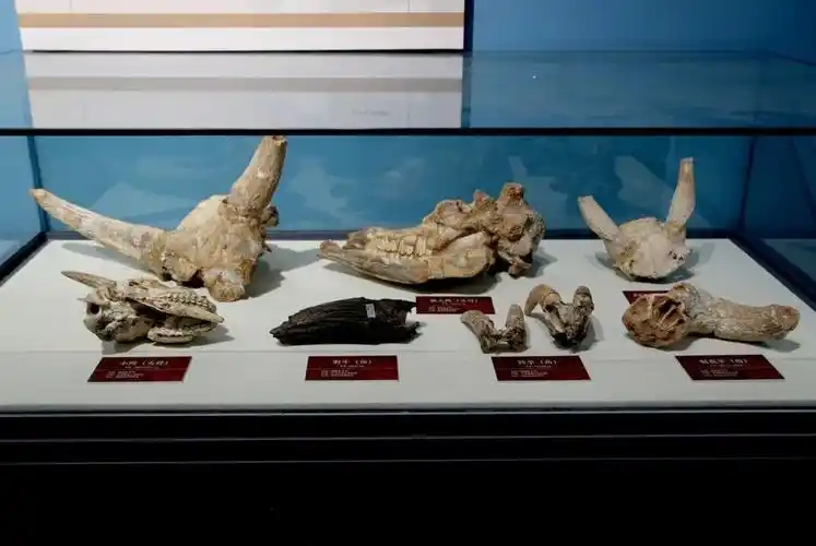 古兽传奇大连第四纪古生物化石特展