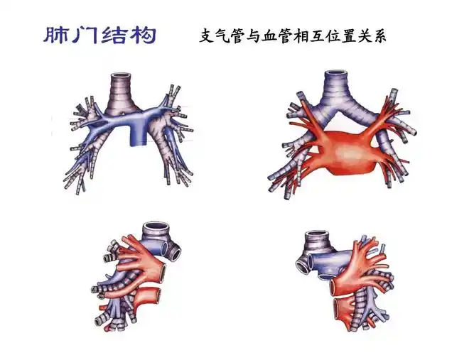 肺门结构 支气管与血管相互位置关系