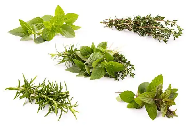 herbs & spices on behance