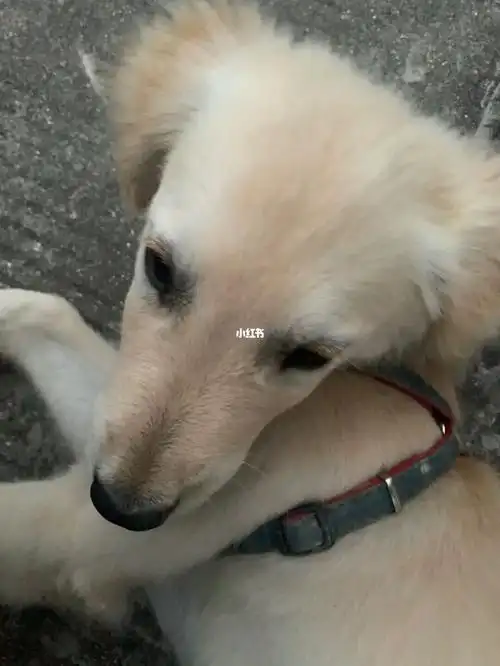 四个半月金毛嘴巴怎么越长越尖了 #金毛尴尬期