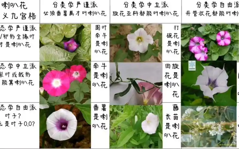 喇叭花九宫格!看看童年时的喇叭花到底是何种植物【鉝猫知植】