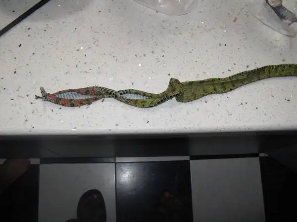 当地人叫烂草蛇.重庆长寿湖处发现的.谢谢