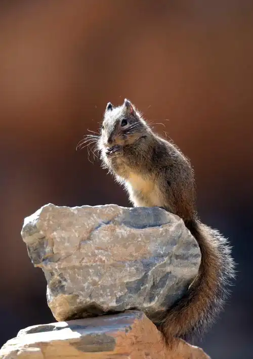 千灵山的小精灵山鼠