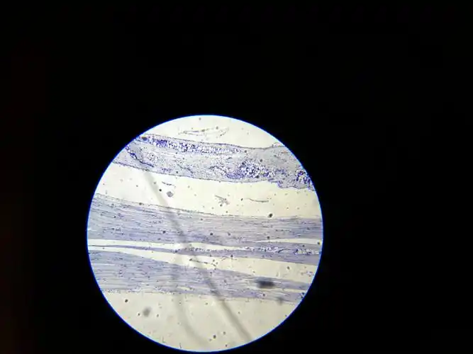 狗骨骼肌纵横切