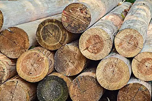 原木图片_原木图片大全_原木图片素材