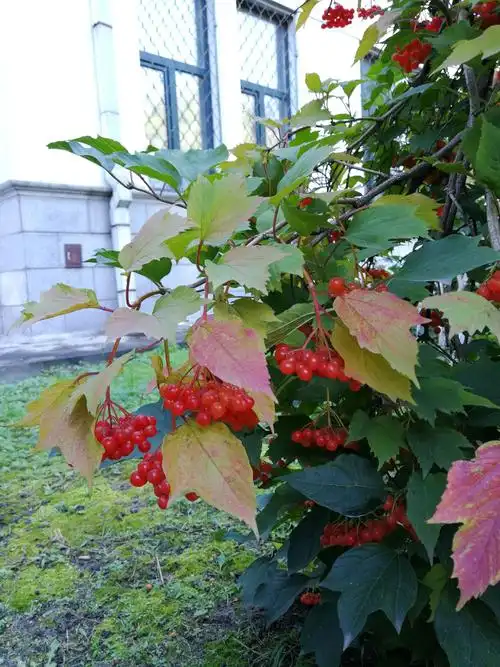 欧洲荚蒾,尽显秋色之美