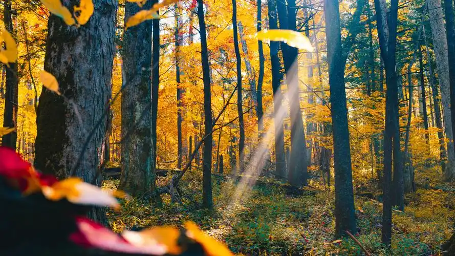 唯美高清阳光透过树林风景壁纸
