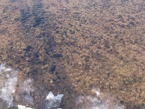 32次南极考察表层沉积物zssowmi-01