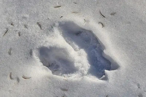 【图】这是北松鼠及其经典足迹.